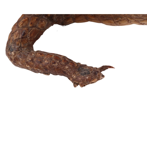 1618 - Taxidermy.  Study of a juvenile Caiman, 72cms long.