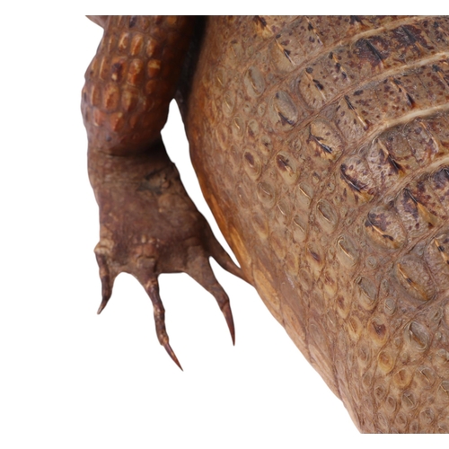 1618 - Taxidermy.  Study of a juvenile Caiman, 72cms long.