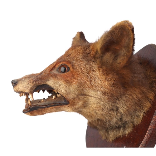 1619 - A fox mask mounted on an oak shield, dated 17th January 1914 (possibly Roland Ward as bears part pap... 