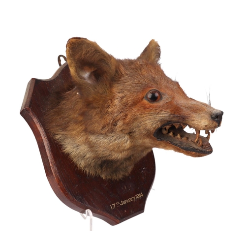 1619 - A fox mask mounted on an oak shield, dated 17th January 1914 (possibly Roland Ward as bears part pap... 