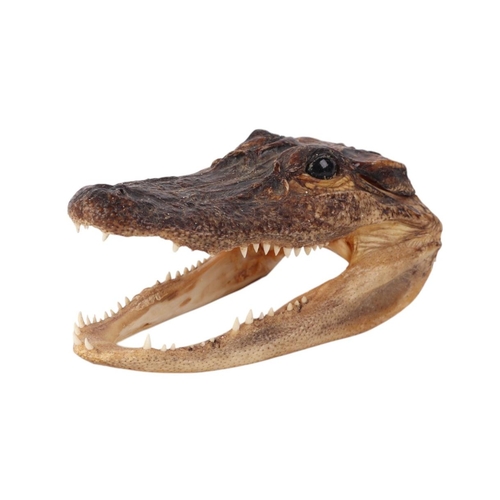 1620 - Taxidermy - A Cayman head, 14cms long.