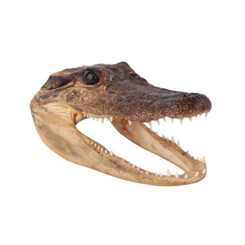 1620 - Taxidermy - A Cayman head, 14cms long.