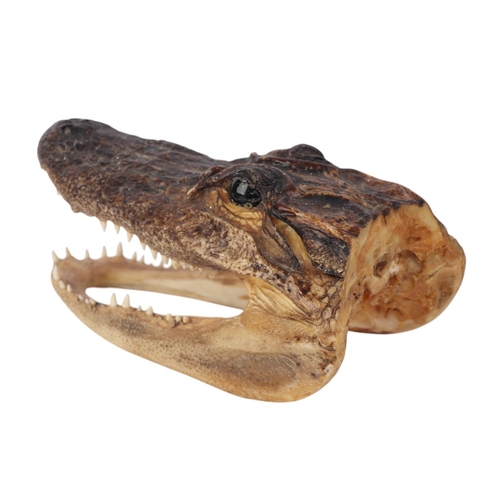 1620 - Taxidermy - A Cayman head, 14cms long.