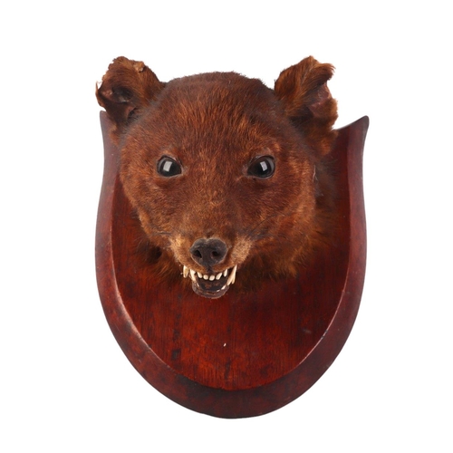 1622 - Taxidermy. Red Fox Mask (Vulpes vulpes) circa early 20th century