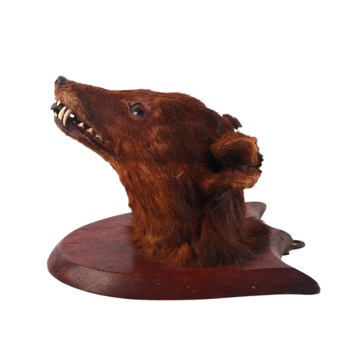 1622 - Taxidermy. Red Fox Mask (Vulpes vulpes) circa early 20th century