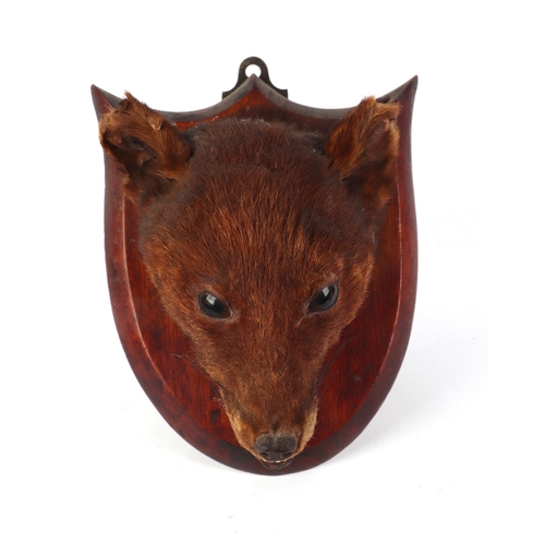 1622 - Taxidermy. Red Fox Mask (Vulpes vulpes) circa early 20th century