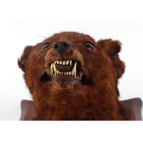 1622 - Taxidermy. Red Fox Mask (Vulpes vulpes) circa early 20th century