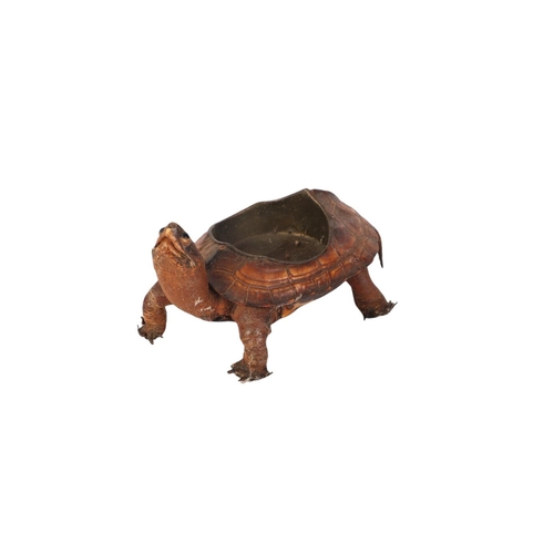 1623 - Taxidermy.  A Victorian novelty terrapin ashtray, 14cms long.