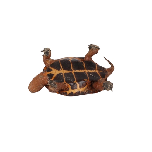 1623 - Taxidermy.  A Victorian novelty terrapin ashtray, 14cms long.