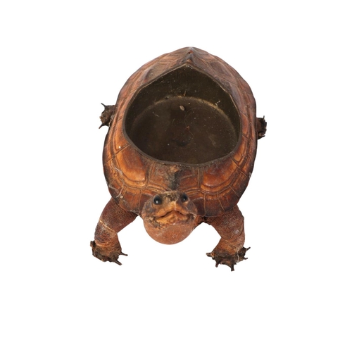 1623 - Taxidermy.  A Victorian novelty terrapin ashtray, 14cms long.