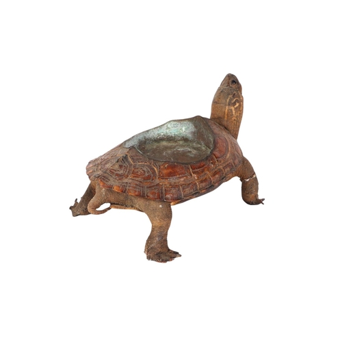 1624 - Taxidermy.  A Victorian novelty terrapin ashtray, 13.5cms long.