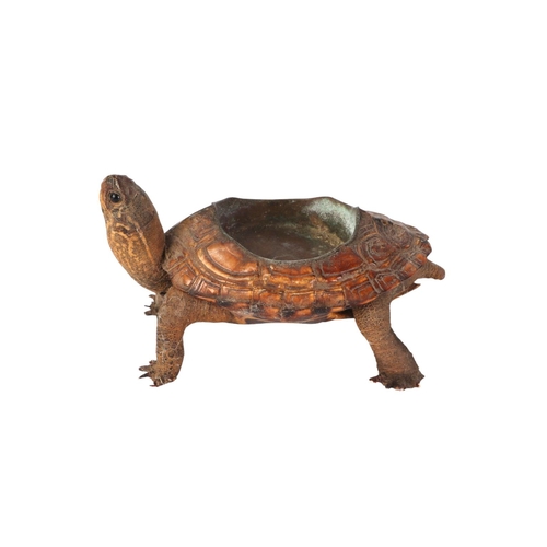 1624 - Taxidermy.  A Victorian novelty terrapin ashtray, 13.5cms long.