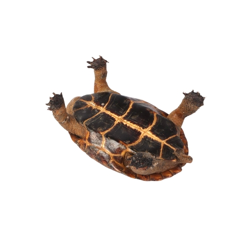 1624 - Taxidermy.  A Victorian novelty terrapin ashtray, 13.5cms long.