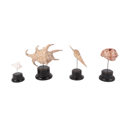 1626 - A group of marine seashells on museum style display stands, the largest overall, 14cms (4).