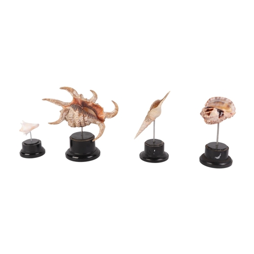 1626 - A group of marine seashells on museum style display stands, the largest overall, 14cms (4).