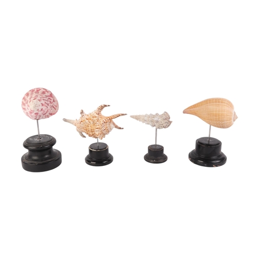 1627 - A group of marine seashells on museum style display stands, the largest overall, 18cms (4).