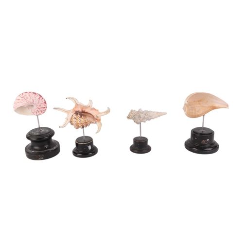 1627 - A group of marine seashells on museum style display stands, the largest overall, 18cms (4).