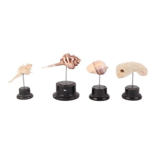 1628 - A group of marine seashells on museum style display stands, the largest overall, 13cms (4).