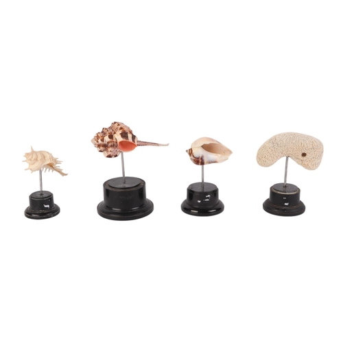 1628 - A group of marine seashells on museum style display stands, the largest overall, 13cms (4).