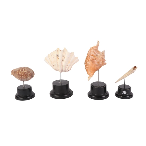 1629 - A group of marine seashells on museum style display stands, the largest overall, 18cms (4).