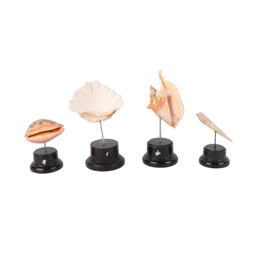 1629 - A group of marine seashells on museum style display stands, the largest overall, 18cms (4).