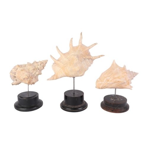 1630 - A group of large marine seashells on museum style display stands, the largest overall, 29cms (3).