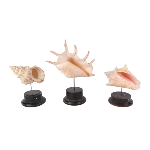 1630 - A group of large marine seashells on museum style display stands, the largest overall, 29cms (3).