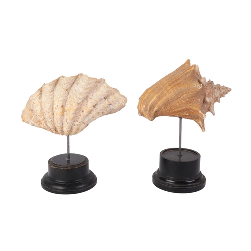 1631 - Two large marine seashells on museum style display stands, the largest overall, 23cms (2).