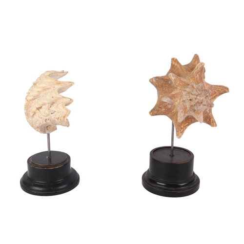 1631 - Two large marine seashells on museum style display stands, the largest overall, 23cms (2).