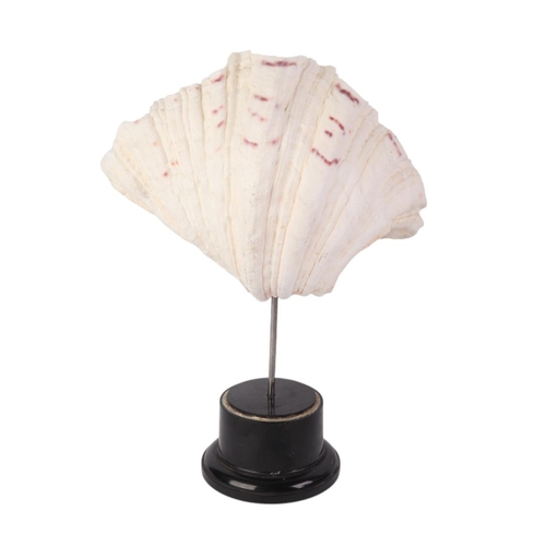 1632 - A marine clam shell mounted on museum style display stand, 28cms high.