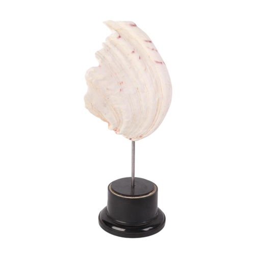 1632 - A marine clam shell mounted on museum style display stand, 28cms high.