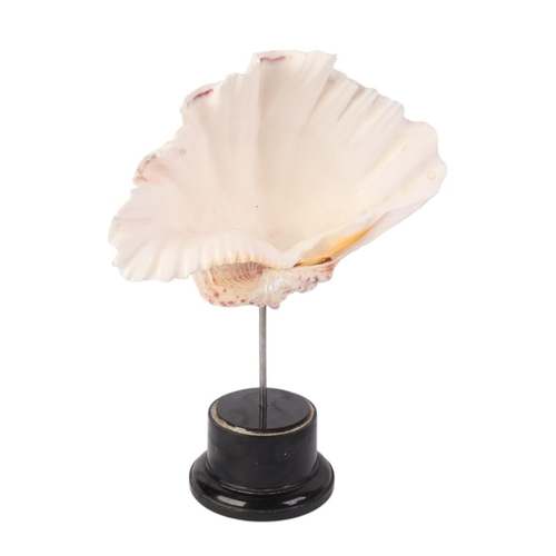 1632 - A marine clam shell mounted on museum style display stand, 28cms high.