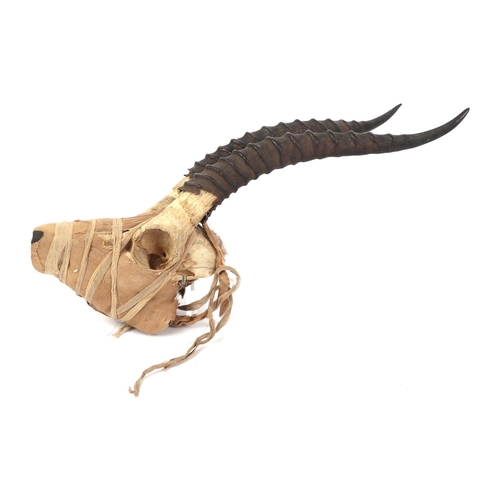 1633 - Taxidermy.  An Egyptian Coptic textile bound antelope skull, 40cms high.