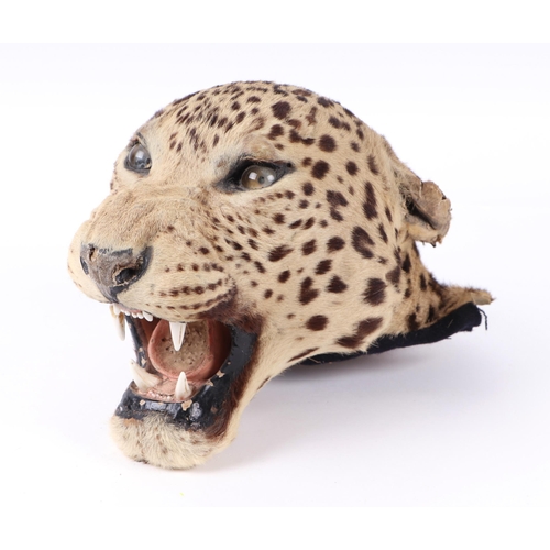 1634 - Taxidermy.  A Victorian snarling leopards head.