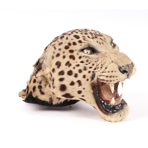 1634 - Taxidermy.  A Victorian snarling leopards head.