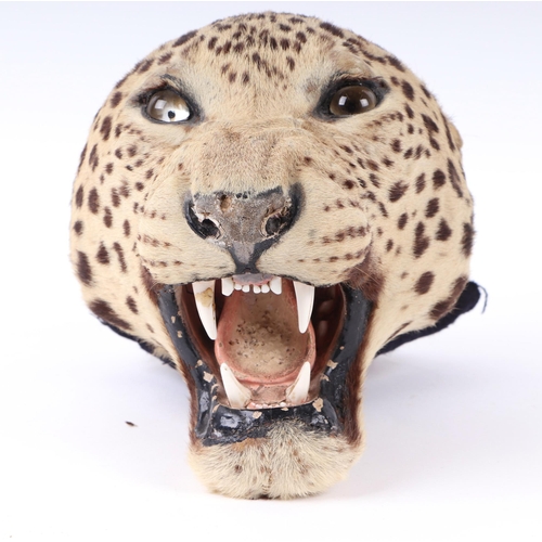 1634 - Taxidermy.  A Victorian snarling leopards head.