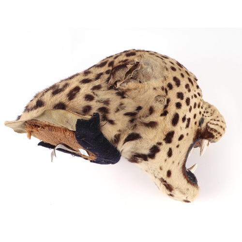 1634 - Taxidermy.  A Victorian snarling leopards head.