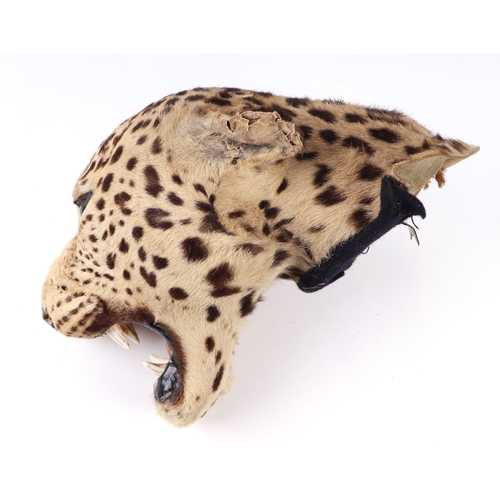 1634 - Taxidermy.  A Victorian snarling leopards head.