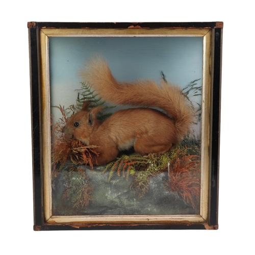 1635 - Taxidermy.  A cased study of a red squirrel in a naturalistic setting, 31cms wide.