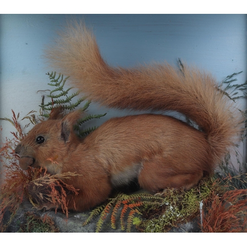 1635 - Taxidermy.  A cased study of a red squirrel in a naturalistic setting, 31cms wide.