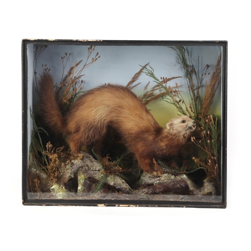 1636 - Taxidermy.  A cased study of a pine martin in a naturalistic setting, 45cms wide.