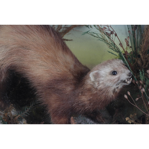 1636 - Taxidermy.  A cased study of a pine martin in a naturalistic setting, 45cms wide.