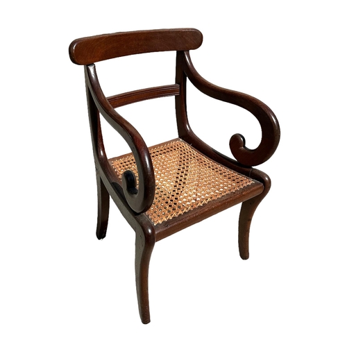 2532 - A 19th century William IV style mahogany child's open armchair with scroll arms, cane seat and sabre... 