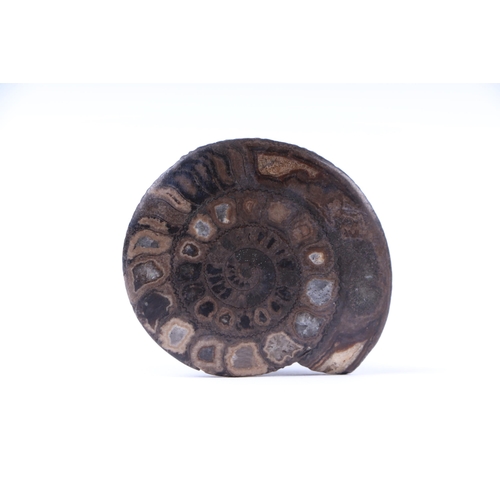 289 - A Whitby jet model of an occasional table with polished ammonite top on a quatrefoil base, 4.5cms hi... 