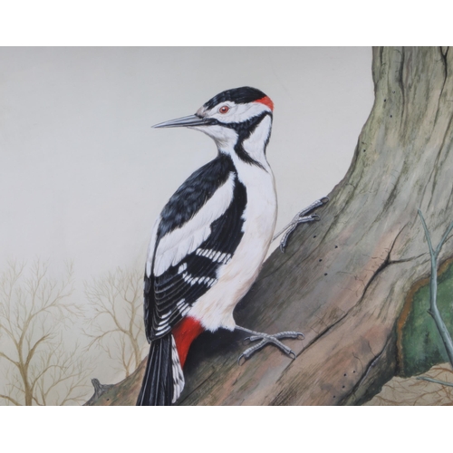 851 - Jeremy Pool - Study of a Woodpecker - gouache, signed & dated 1981 lower right, 29 by 42cms.