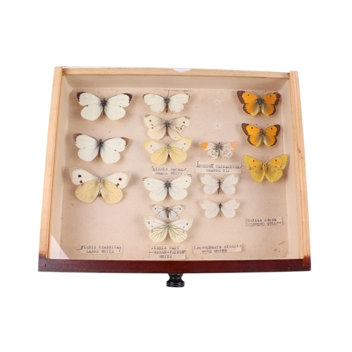 917 - A four-drawer collector's cabinet containing a selection of British butterflies with annotations, 30... 