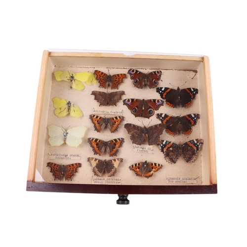 917 - A four-drawer collector's cabinet containing a selection of British butterflies with annotations, 30... 