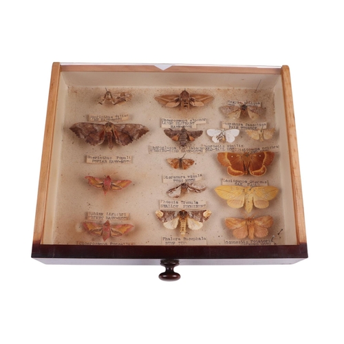 918 - A four-drawer table top collector's cabinet containing a selection of British butterflies and moths,... 