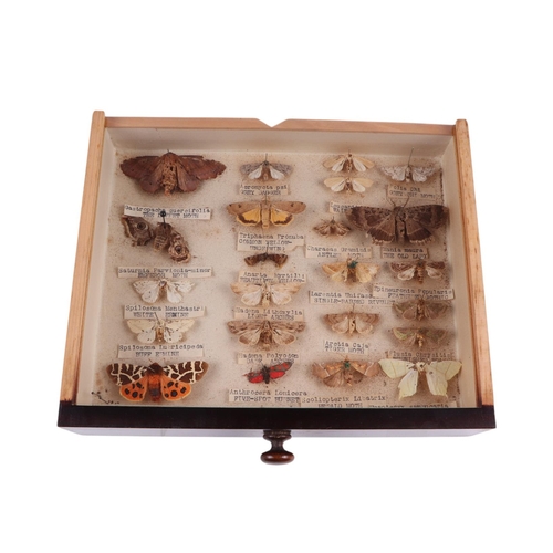 918 - A four-drawer table top collector's cabinet containing a selection of British butterflies and moths,... 