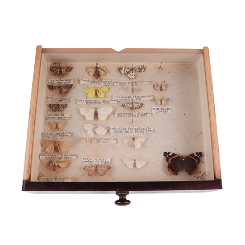 918 - A four-drawer table top collector's cabinet containing a selection of British butterflies and moths,... 